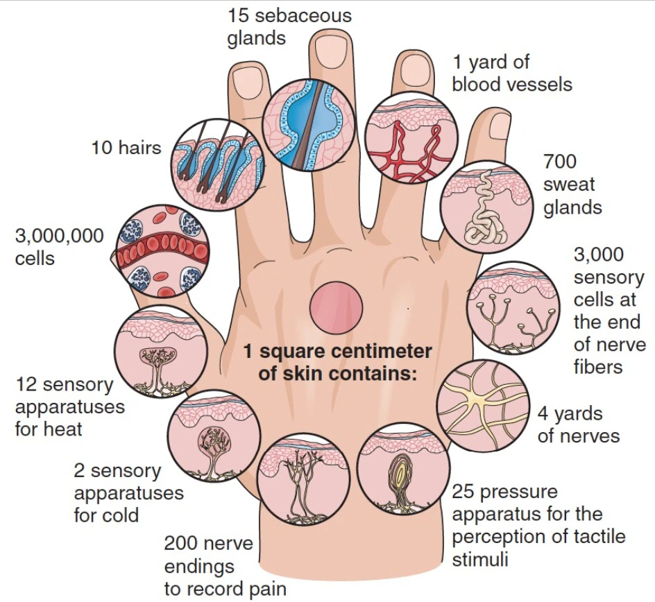 Infografikas: ką savyje turi vienas kvadratinis centimetras plaštakos odos