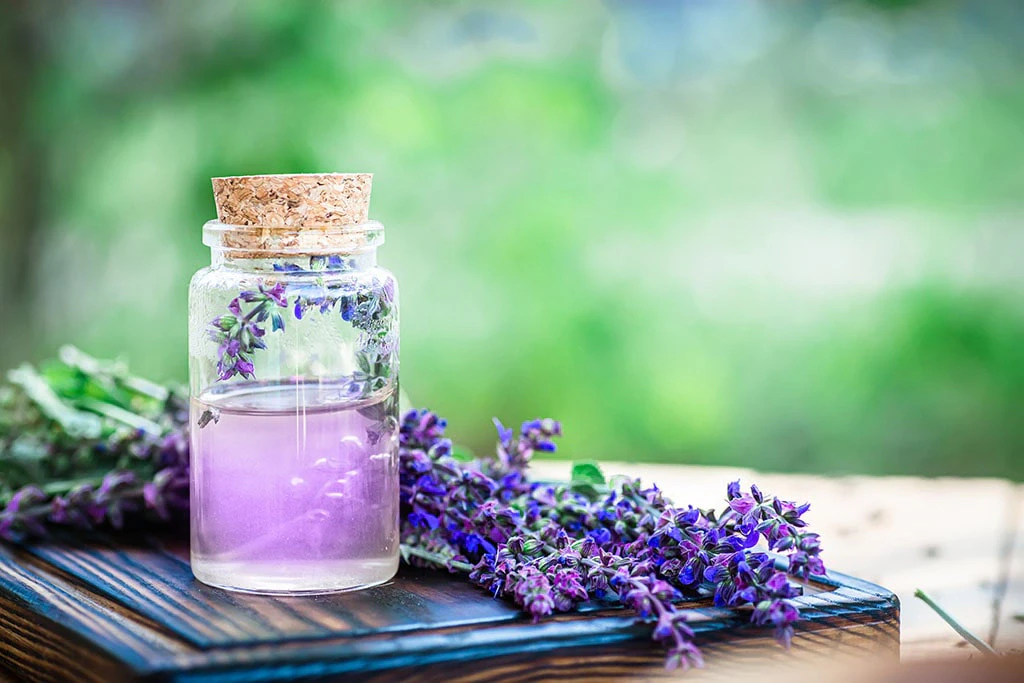 Violetiniai šalavijų žiedai ir stiklainis šalavijų eterinio aliejaus